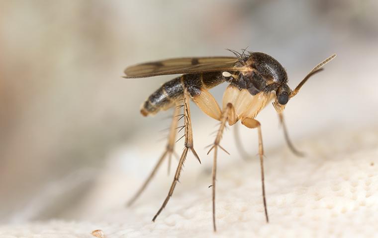 a fungus gnat in a texas home