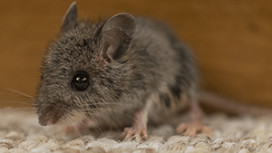 mouse in pantry