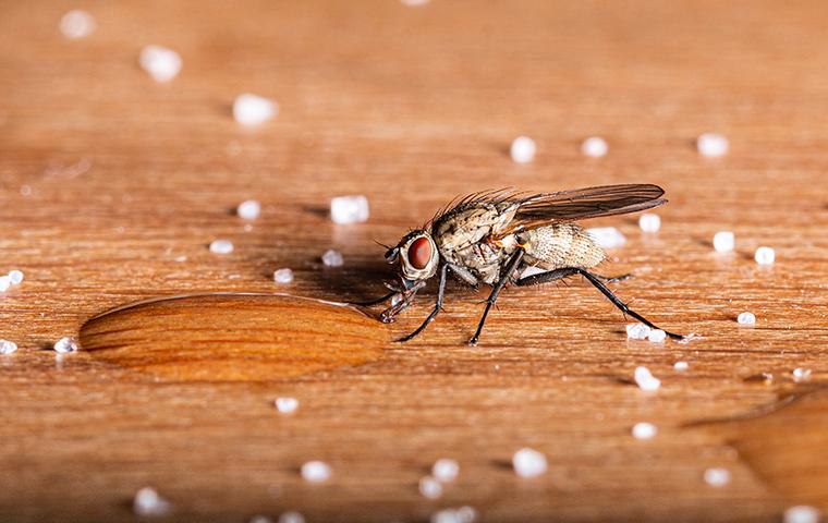 a house fly drinking sugar water off a kitchen table