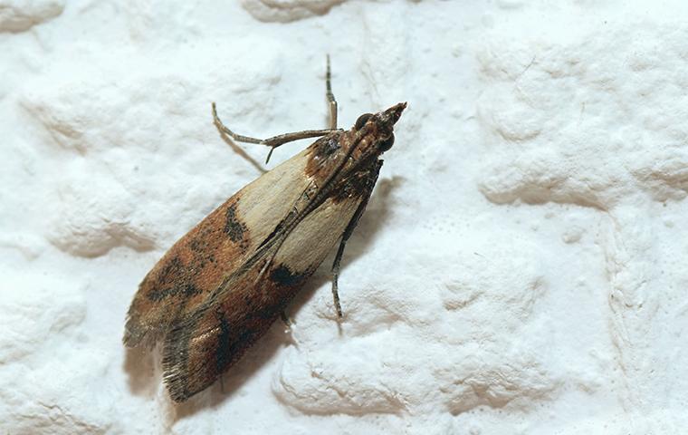 an indian meal moth in a home in dallas
