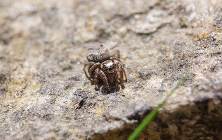 a small jumping spider on a rock in northern texas