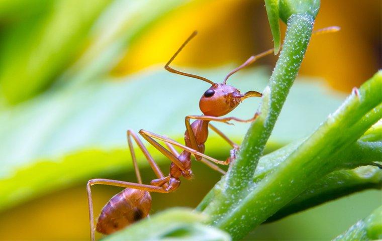 a fire ant up close on a plant