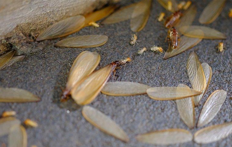 termites near your lake dallas home