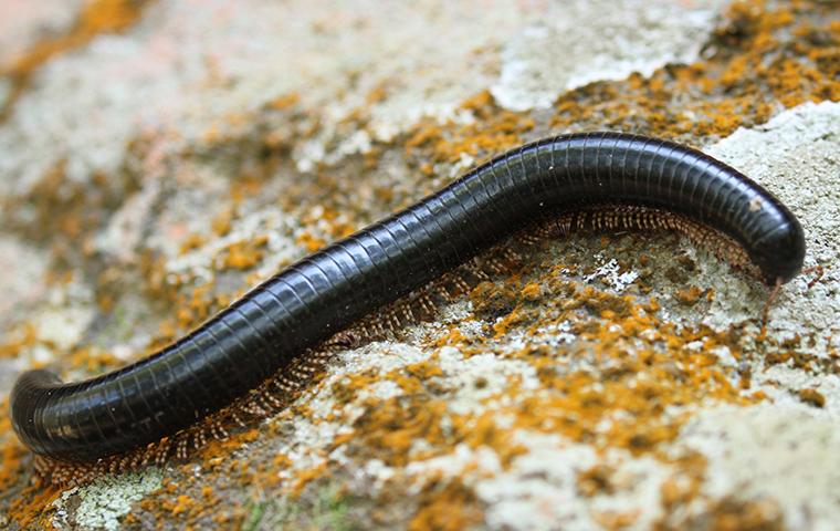 a long black millipede on a rock in texas