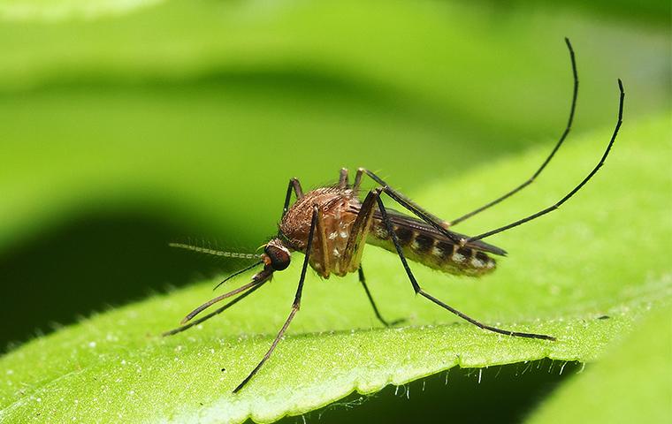 mosquito sitting on a leaf