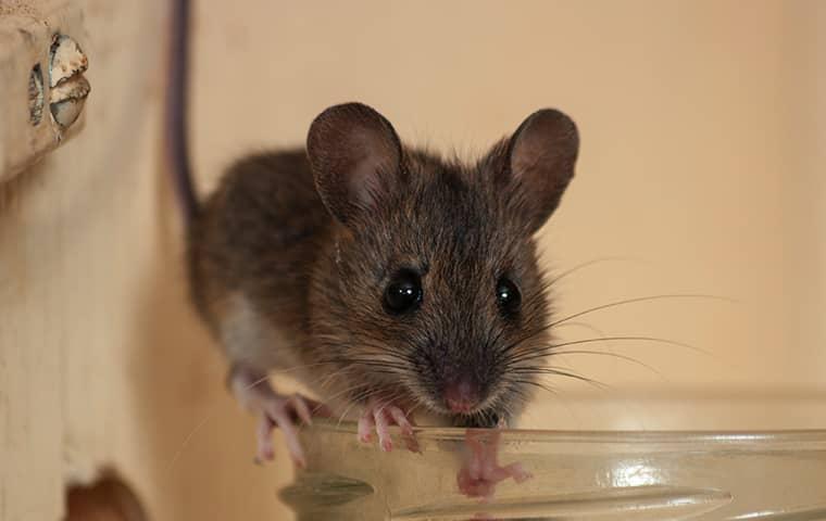 a mouse crawling in a kitchen cupboard in sanger texas