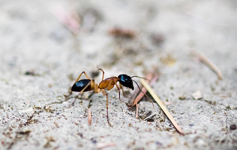 an odorous house ant outside of a house in dallas texas