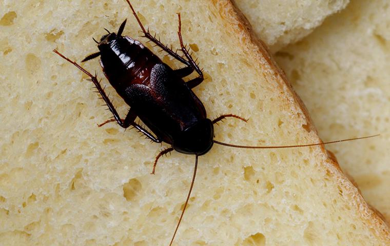 an oriental cockroach on some slices of bread