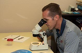 man using a microscope to examine bugs