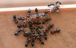 acrobat ants on bathroom floor