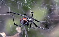 black widow spider outside dallas home
