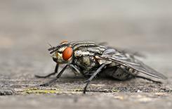 blow fly close up