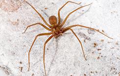 brown recluse spider on exterior of dallas home