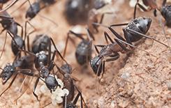 carpenter ant in the dirt looking for food