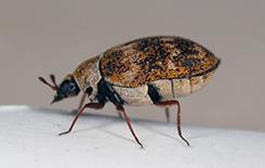 adult carpet beetle