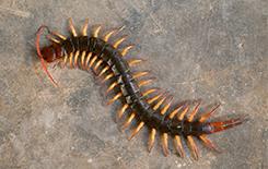 large centipede in basement