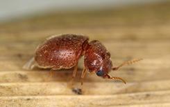 cigarette beetle on a piece of wood