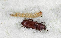 confused flour beetle and larvae in flour