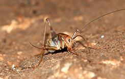 a camel cricket outside home in dallas