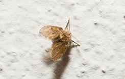 drain fly in bathroom in home in texas