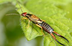 earwig on a leaf