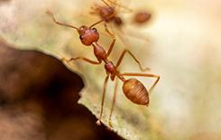 a fire ant on a dead leaf