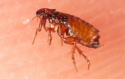 a flea on human skin