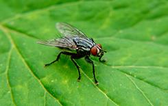 flesh fly up close on a leaf