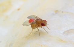 fruit fly in a kitchen in texas