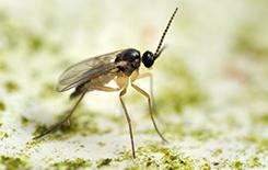 fungus gnat close up