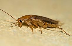 german cockroach on the floor of a kitchen in a texas home