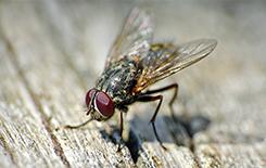 house fly in texas