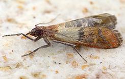 indian meal moth in a pantry