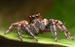 jumping spider on a leaf in dallas