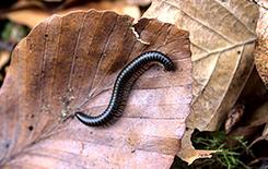 a millipede on some dried up leaves