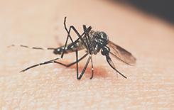 a mosquito biting a person on the arm