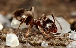 odorous house ant in dallas texas