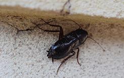 an oriental cockroach in a basement