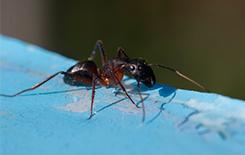 a pharaoh ant outside near home