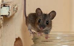 a little house mouse in kitchen cabinet