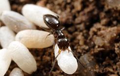 rover ant in texas