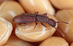 a saw toothed grain beetle in the pantry