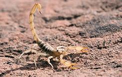 a scorpion on a dry patch of ground near a texas home