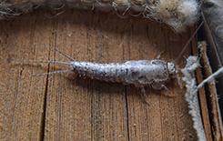a silverfish on an old book