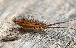 a springtail on a piece of wood