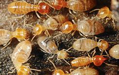 termites in dallas