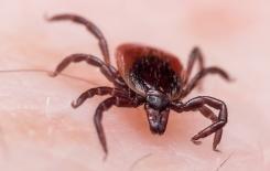 a black legged tick on a mans skin