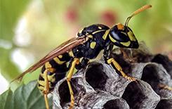 a wasp on its nest
