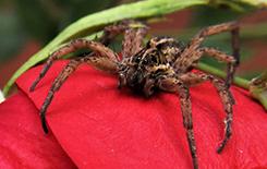 a wolf spider on a bright red flower