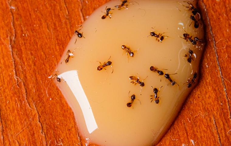 pharaoh ants eating some caramel on a kitchen table
